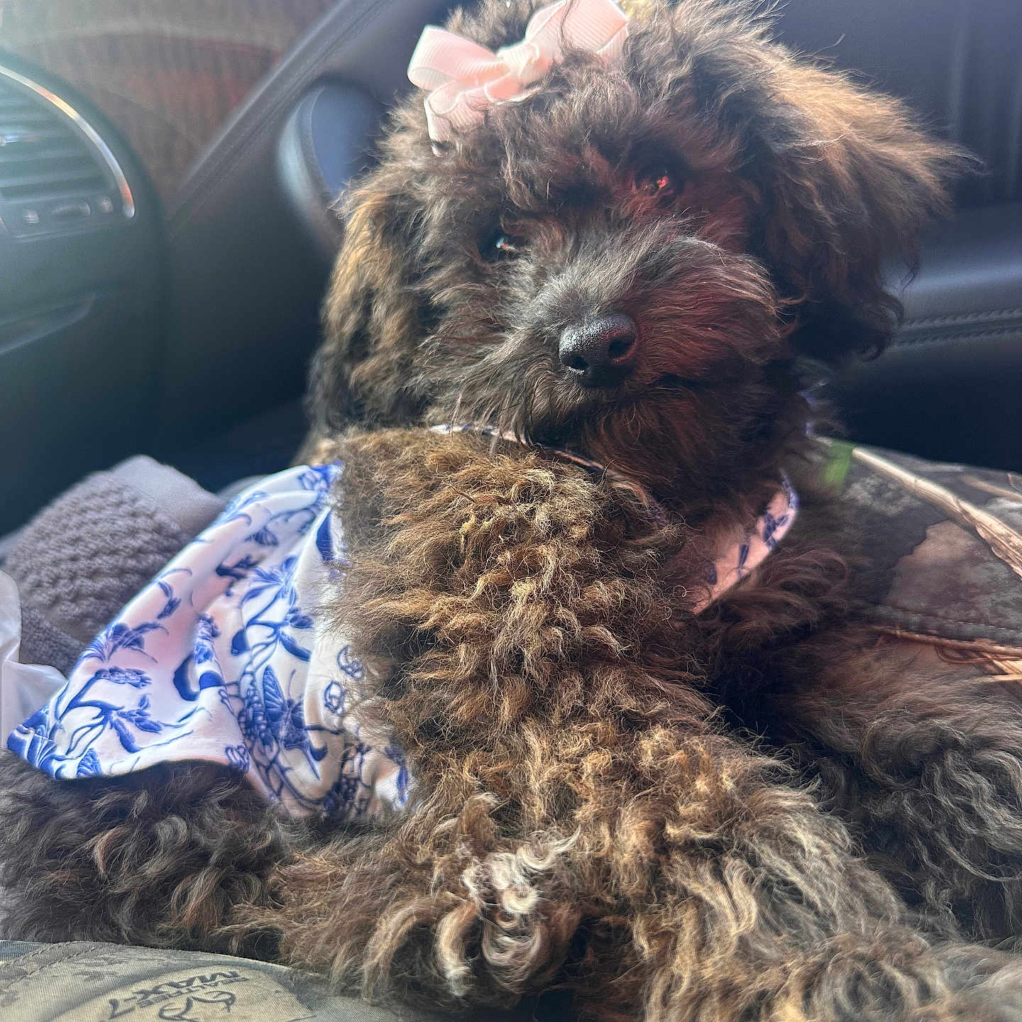 Dottie is registered to the contest to win money with this photo: affenpinscher, airedale, animal, canine, car, car_interior, carseat, chair, cockerspaniel, couch, cushion, dog, furniture, homedecor, person, pet, poodle, puppy, sleeping, terrier