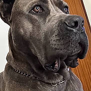 Tokyo a rejoint le concours — aidez-le/la à gagner de superbes lots ! animal, canine, chain_collar, close_up, collar, dog, ears, eyes, fur, gray_dog, indoors, muzzle, nose, pet, portrait, serious_expression, sitting, smartphone_camera, vertical_photo, wooden_door