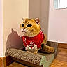 Goku a rejoint le concours — aidez-le/la à gagner de superbes lots ! cat, golden_cat, feline, pet, christmas, festive, red_outfit, snowman, sweater, scratcher, cardboard, indoor, home, wood_floor, wall, mirror, shadow, sitting, fluffy, adorable