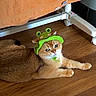 animal, cat, cats, cute, frog_hat, funny, green, green_hat, indoor, lying_down, orange, orange_cat, pet, photography, playpen, portrait, relaxed, towel, white_cat, wooden_floor