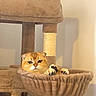 cat, kitten, golden_cat, face, paws, claws, furry, fluffy, serious_expression, relaxed, lounging, cat_tree, scratching_post, basket, indoor, home, pet, portrait, warm_lighting, cute