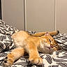 Goku a rejoint le concours — aidez-le/la à gagner de superbes lots ! cat, sleeping, orange_cat, golden_fur, pet, animal, bed, bedroom, bedding, blanket, patterned_fabric, paws, tail, whiskers, closed_eyes, relaxed, indoors, cozy, portrait, resting