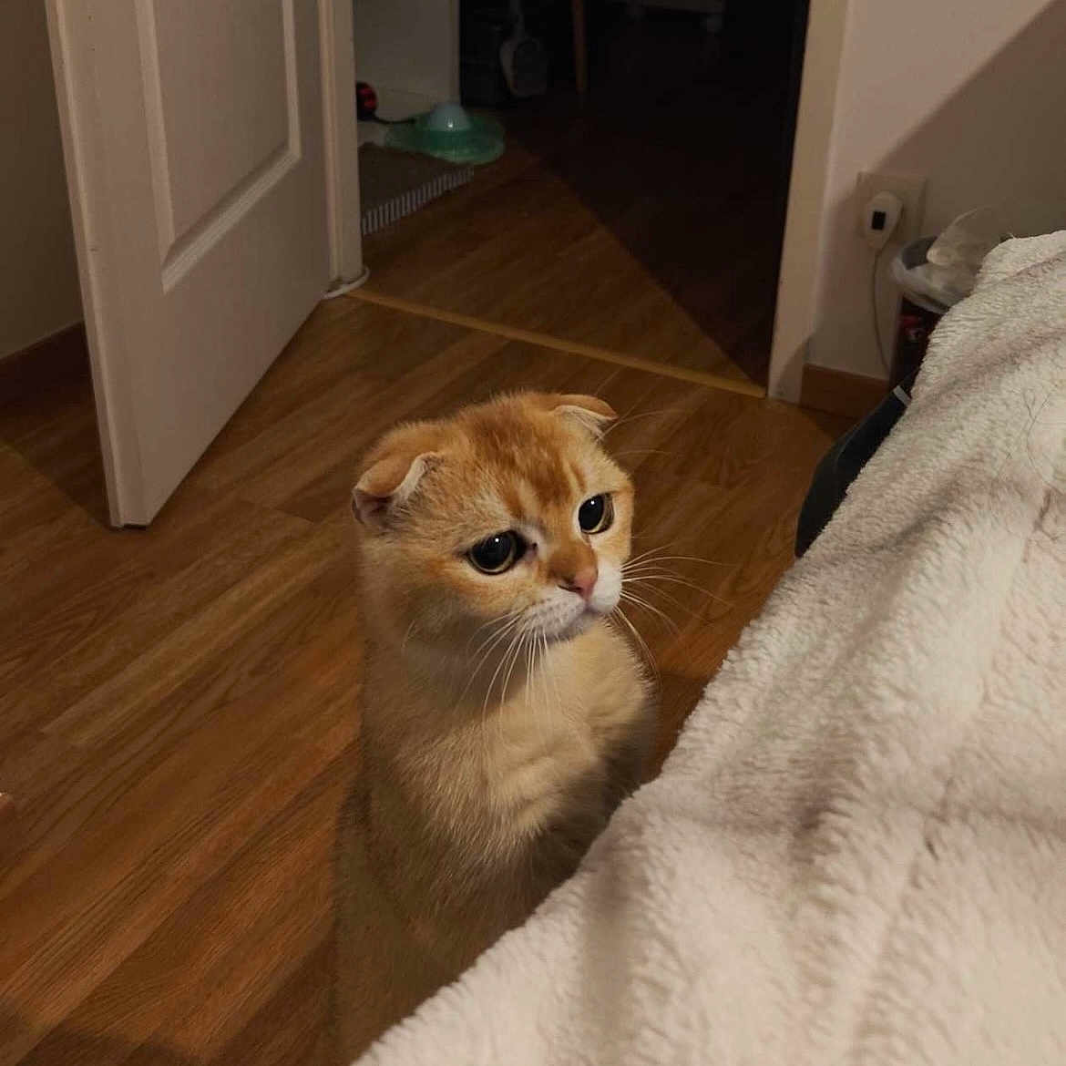 Goku a rejoint le concours — aidez-le/la à gagner de superbes lots ! cat, cats, orange_cat, folded_ears, round_face, large_eyes, pet, animal, indoor, home, bedroom, wooden_floor, doorway, second_cat, peeking, fluffy_blanket, furniture, portrait, curious, cute