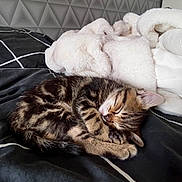Verso participe au concours pour gagner de l'argent avec cette photo : cat, kitten, tabby, sleeping, pet, animal, fluffy, teddy_bear, bed, bedroom, blanket, bedding, cuddling, curled_up, peaceful, indoors, cozy, black_and_white, geometric_pattern, portrait