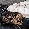cat, kitten, tabby, sleeping, pet, animal, fluffy, teddy_bear, bed, bedroom, blanket, bedding, cuddling, curled_up, peaceful, indoors, cozy, black_and_white, geometric_pattern, portrait