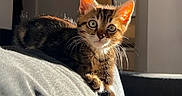 Verso participe au concours pour gagner de l'argent avec cette photo : kitten, cat, animal, pet, feline, tabby, striped_fur, green_eyes, whiskers, pointed_ears, close_up, portrait, sunlight, indoors, home, shoulder, person, sitting, couch, playful