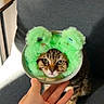 cat, kitten, tabby, animal, pet, furry, green_mask, plush, costume, funny, wide_eyed, face, whiskers, sitting, couch, indoor, hand, bracelet, portrait, playful