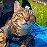 cat, tabby_cat, pet, animal, harness, daisy, flower, outdoor, grass, blanket, blue_blanket, pet_carrier, backpack, whiskers, green_eyes, portrait, close_up, sunlight, park, residential_background