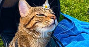 Verso participe au concours pour gagner de l'argent avec cette photo : animal, blanket, blue_blanket, carrier, cat, daisy, flower, fur, garden, grass, harness, outdoor, pet, portrait, relaxed, sitting, striped_fur, sunlight, tabby, whiskers