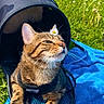 Verso participe au concours pour gagner de l'argent avec cette photo : cat, tabby, pet, animal, harness, carrier, daisy, flower, outdoor, grass, blanket, blue_blanket, relaxed, sitting, portrait, whiskers, fur, striped_fur, sunlight, garden