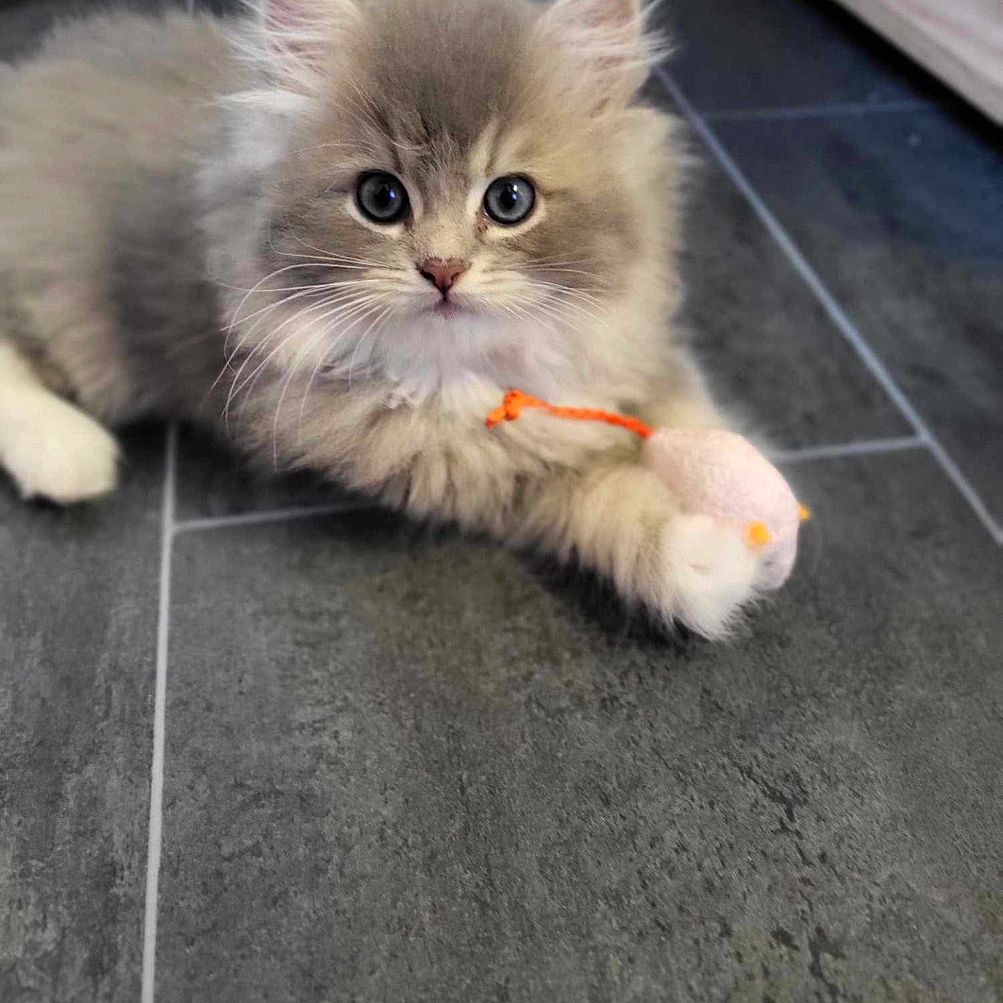 Alfy a rejoint le concours — aidez-le/la à gagner de superbes lots ! abyssinian, angora, animal, cat, citrusfruit, food, fruit, hardwood, indoors, interiordesign, kitten, manx, pet, plant, plush, produce, slate, snout, toy, wood