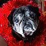Homer a rejoint le concours — aidez-le/la à gagner de superbes lots ! dog, pug, pet, close_up, portrait, tinsel, holiday, christmas, red, fur, face, muzzle, eyes, wrinkled, cute, senior_dog, festive, decoration, indoors, wearing_accessory
