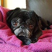 Homer a rejoint le concours — aidez-le/la à gagner de superbes lots ! dog, pug, black_pug, pet, close_up, portrait, blanket, purple_blanket, cozy, resting, sad_eyes, face, snout, whiskers, paw, indoor, couch, fur, sleepy, companion