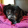 dog, pug, black_pug, pet, close_up, portrait, blanket, purple_blanket, cozy, resting, sad_eyes, face, snout, whiskers, paw, indoor, couch, fur, sleepy, companion