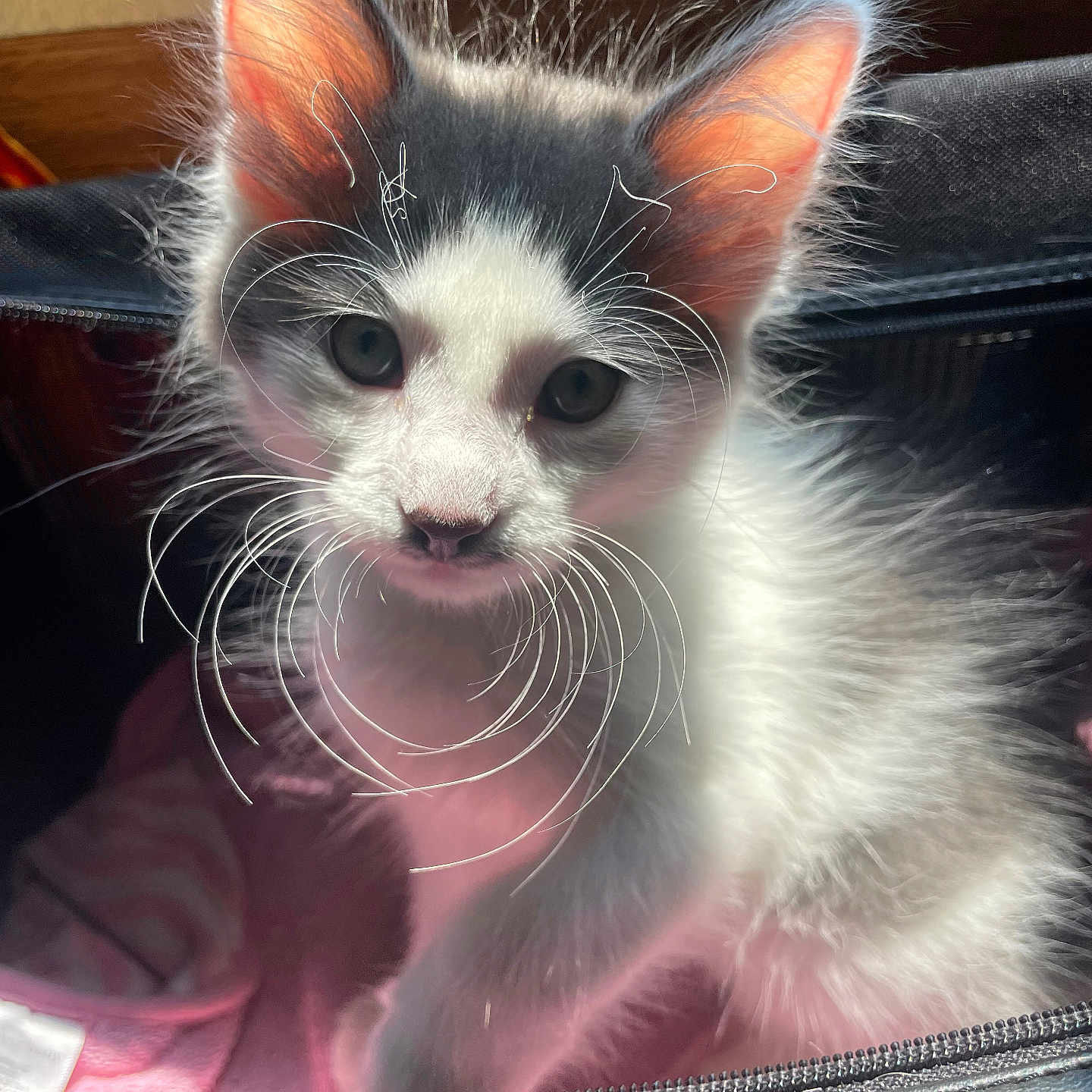 Peawee is registered to the contest to win money with this photo: abyssinian, angora, animal, armchair, cat, chair, computer, couch, den, electronics, furniture, indoors, kitten, laptop, manx, pc, pet, siamese