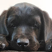 Yoann Cosyn a rejoint le concours — aidez-le/la à gagner de superbes lots ! puppy, dog, black_dog, close_up, sleepy, resting, head, paws, animal, pet, fur, cute, indoors, young_dog, muzzle, whiskers, portrait, calm, soft_light, blurred_background