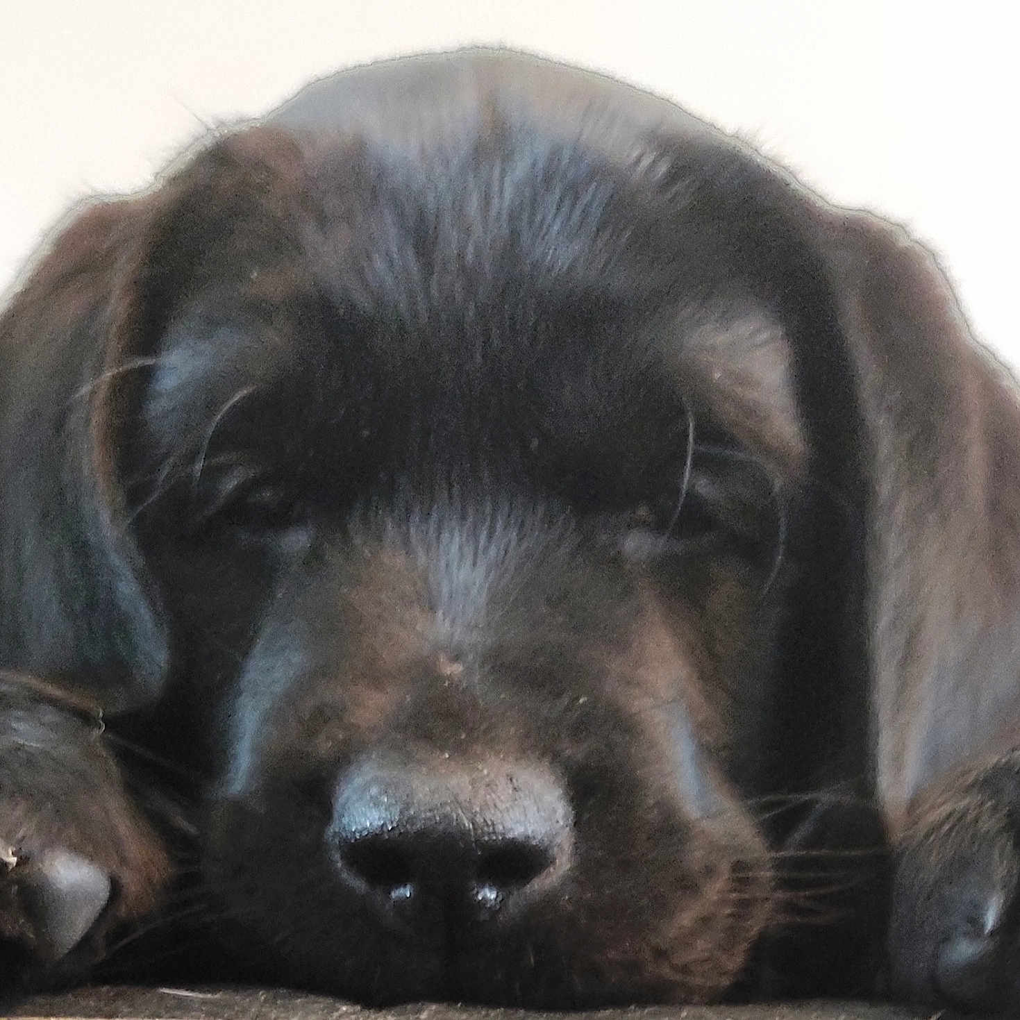 Yoann Cosyn a rejoint le concours — aidez-le/la à gagner de superbes lots ! animal, black_dog, blurred_background, calm, close_up, cute, dog, fur, head, indoors, muzzle, paws, pet, portrait, puppy, resting, sleepy, soft_light, whiskers, young_dog