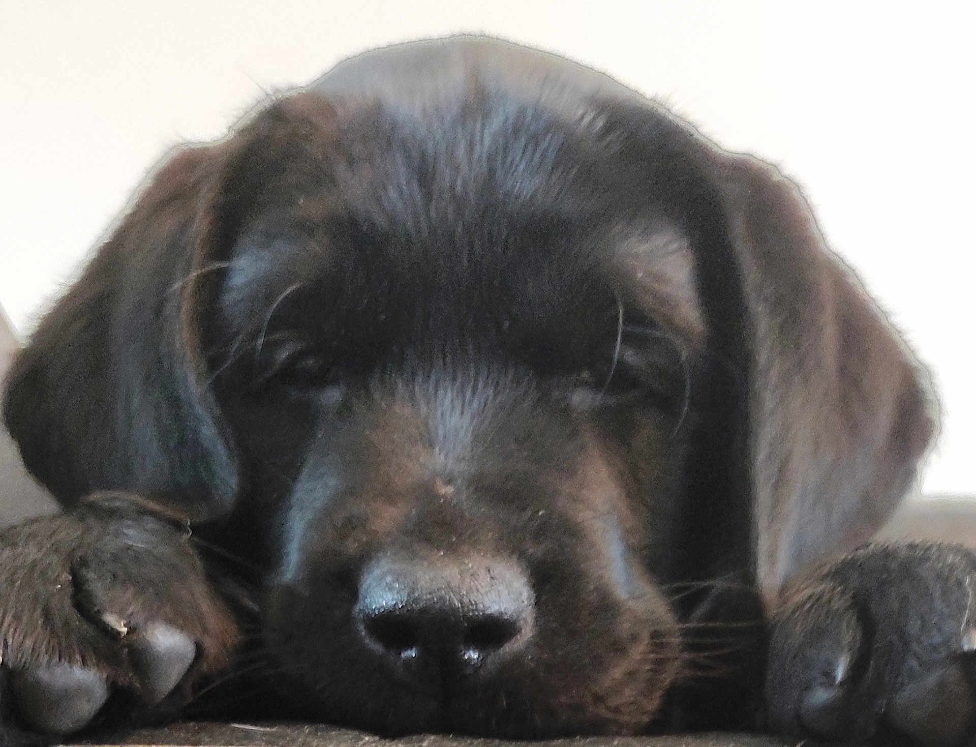 Yoann Cosyn a rejoint le concours — aidez-le/la à gagner de superbes lots ! puppy, dog, black_dog, close_up, sleepy, resting, head, paws, animal, pet, fur, cute, indoors, young_dog, muzzle, whiskers, portrait, calm, soft_light, blurred_background