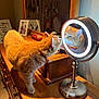 cat, orange_tabby, mirror, reflection, vanity, dresser, jewelry, family_photo, wooden_furniture, indoor, curious, pet, collar, lighting, home, decor, feline, animal, domestic, cozy