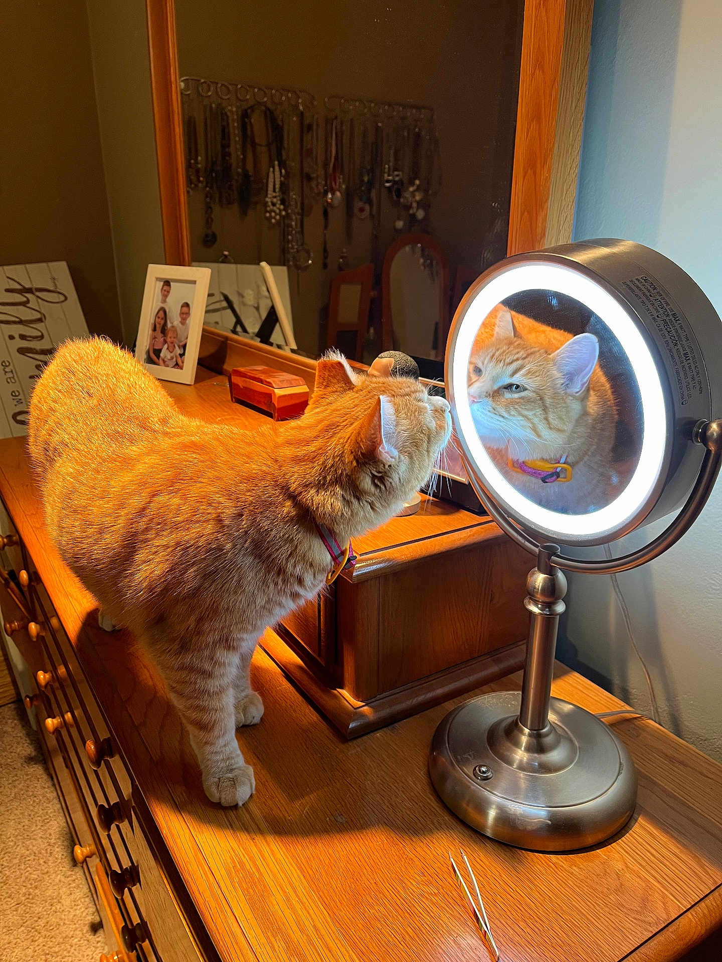 Ziva joined the competition — help win amazing prizes! cat, orange_tabby, mirror, reflection, vanity, dresser, jewelry, family_photo, wooden_furniture, indoor, curious, pet, collar, lighting, home, decor, feline, animal, domestic, cozy