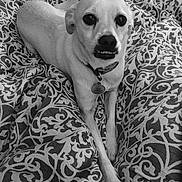 Kizzy Elsa Cooper joined the competition — help win amazing prizes! animal, bed, black_and_white, blanket, canine, collar, companion, cute, dog, domestic_animal, expression, front_legs, fur, indoor, looking_up, lying_down, patterned_blanket, pet, resting, small_dog