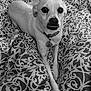 animal, bed, black_and_white, blanket, canine, collar, companion, cute, dog, domestic_animal, expression, front_legs, fur, indoor, looking_up, lying_down, patterned_blanket, pet, resting, small_dog