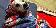 Kizzy Elsa Cooper joined the competition — help win amazing prizes! animal, blanket, canine, clothing, coat, dog, pet, puppy, quilt, scarf
