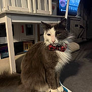 Cookie participe au concours pour gagner de l'argent avec cette photo : cat, bow_tie, gray_cat, white_cat, indoor, furniture, floor, television, home, pet, animal, calm, sitting, close_up, domestic_cat, mammal, whiskers, cute, furry, portrait