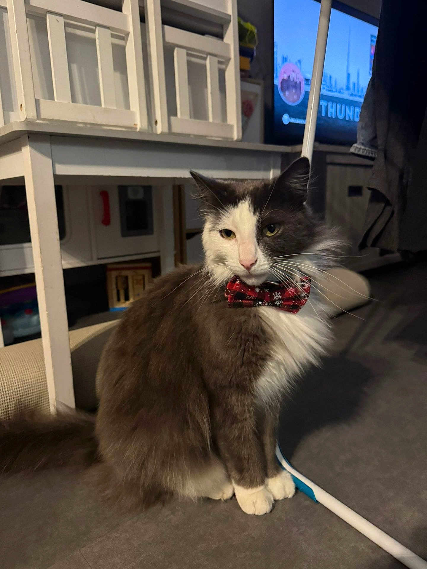 Cookie participe au concours pour gagner de l'argent avec cette photo : cat, bow_tie, gray_cat, white_cat, indoor, furniture, floor, television, home, pet, animal, calm, sitting, close_up, domestic_cat, mammal, whiskers, cute, furry, portrait