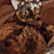 Stripe is registered to the contest to win money with this photo: animal, background, blanket, blur, brown, cat, closeup, cozy, ears, eyes, fabric, feline, fur, grainy, indoor, pet, resting, soft, texture, whiskers