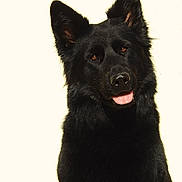 Akela a rejoint le concours — aidez-le/la à gagner de superbes lots ! alert, animal, black_dog, black_fur, canine, close_up, cute, dog, domestic_animal, ears, friendly, fur, happy, looking_at_camera, mammal, pet, pet_portrait, portrait, studio_background, tongue_out