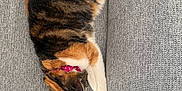 Chaton participe au concours pour gagner de l'argent avec cette photo : cat, calico, sleeping, collar, pink, polka_dot, couch, gray, furniture, indoor, pet, animal, cozy, resting, fur, whiskers, cute, relaxing, tabby, domestic