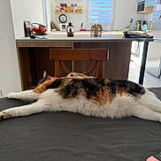 Chaton participe au concours pour gagner de l'argent avec cette photo : cat, calico, stretching, table, chair, kitchen, countertop, window, fruit_bowl, home_interior, wooden_furniture, relaxation, pet, domestic_animal, fur, whiskers, paws, indoor, daylight, cozy