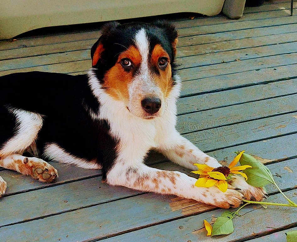 Waylon
