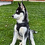 puppy, husky, dog, pet, grass, daisies, lawn, harness, leash, sitting, profile_view, ears, black_and_white_fur, outdoor, apartment_building, residential_area, lamp_post, spring, cute, young