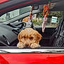 alloywheel, animal, canine, car, car_interior, carwheel, cushion, dog, driving, homedecor, machine, person, pet, puppy, spoke, terrier, tire, transportation, vehicle, wheel