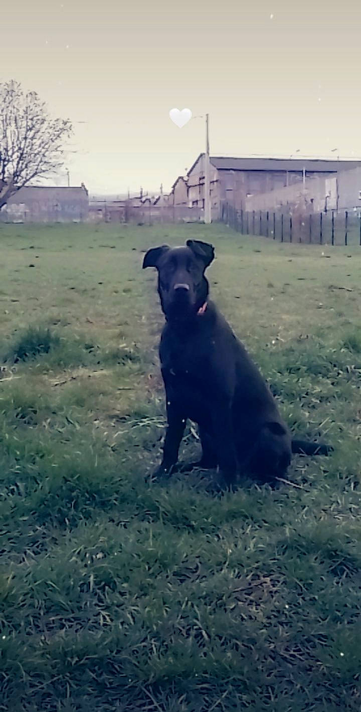 Shadow participe au concours pour gagner de l'argent avec cette photo : carnivore, companion_dog, dog, dog_breed, fawn, field, grass, grassland, landscape, morning, pasture, plant, sky, snout, sporting_group, sunlight, tail, tints_and_shades, tree, working_animal