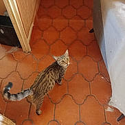 Ozzy participe au concours pour gagner de l'argent avec cette photo : cat, tabby, floor, tile, orange_tile, indoor, curious, looking_up, gray_couch, furniture, doorway, black_container, pet, animal, whiskers, tail, striped, home, cozy, room