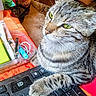 Ozzy a rejoint le concours — aidez-le/la à gagner de superbes lots ! cat, tabby, keyboard, paw, tablecloth, stationery, pen, container, green_eyes, striped_fur, indoor, foot, barefoot, orange, black, desk, closeup, relaxed, home, technology