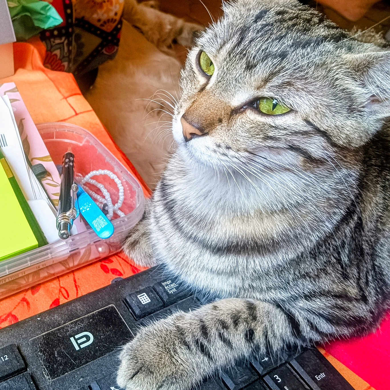 Ozzy a rejoint le concours — aidez-le/la à gagner de superbes lots ! cat, tabby, keyboard, paw, tablecloth, stationery, pen, container, green_eyes, striped_fur, indoor, foot, barefoot, orange, black, desk, closeup, relaxed, home, technology