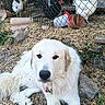 Hopi participe au concours pour gagner de l'argent avec cette photo : dog, white_dog, chicken, fence, farmyard, straw, rock, animal, outdoor, pet, bird, rural, nature, mammal, feather, grass, resting, domestic_animal, yard, daylight