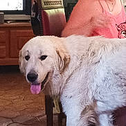 Hopi participe au concours pour gagner de l'argent avec cette photo : dog, white_dog, indoor, person, pink_clothing, furniture, wooden_cabinet, television, floor, happy, pet, tongue_out, chair, living_room, home, casual, fur, animal, domestic, relaxed