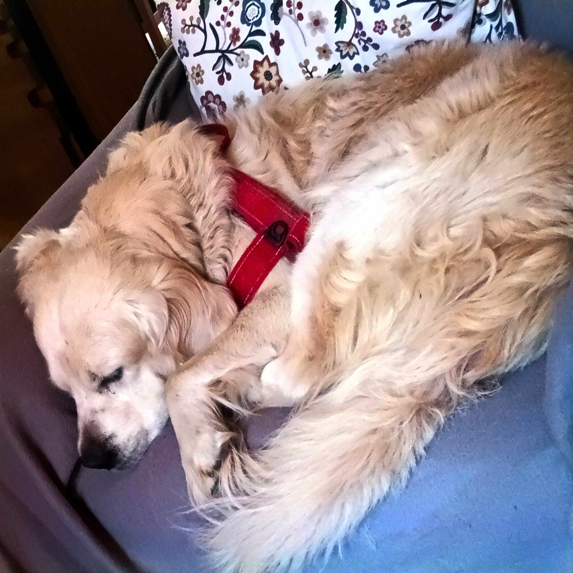Melchior