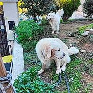 Melchior participe au concours pour gagner de l'argent avec cette photo : dog, white_dog, outdoor, garden, plants, greenery, grass, soil, bush, tree, pet, animal, nature, daylight, canine, fur, collar, domestic_animal, curious, playful