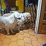 Melchior a rejoint le concours — aidez-le/la à gagner de superbes lots ! dog, pets, indoor, floor, tile_floor, wooden_gate, doorway, furniture, kitchen, animal, white_dog, pair, curious, collar, shadow, domestic, home, standing, companion, curled_tongue