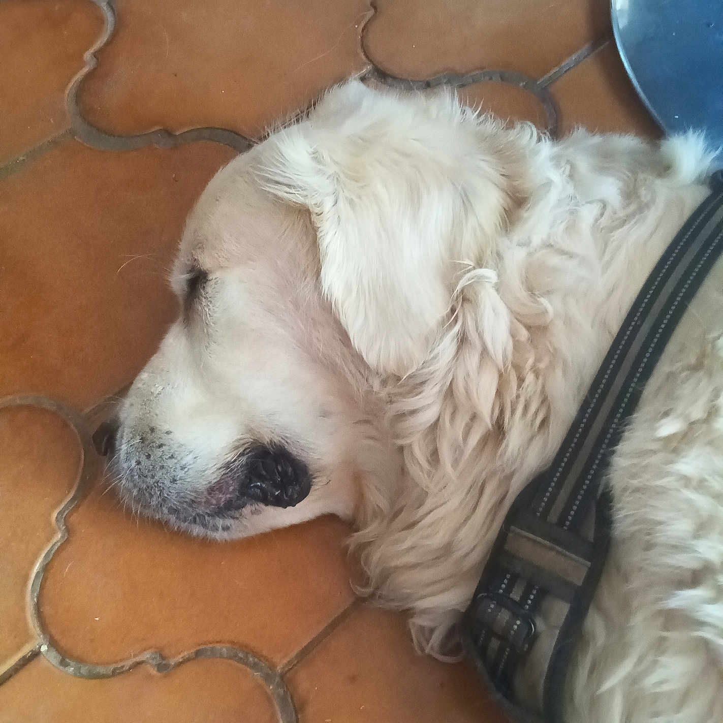 Gaspard