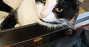 Fripouille a rejoint le concours — aidez-le/la à gagner de superbes lots ! cat, black_and_white, box, pet, animal, fur, whiskers, yellow_eyes, indoor, relaxed, curious, close_up, resting, home, feline, cute, domestic, cozy, sleepy, tabby
