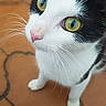 Fripouille participe au concours pour gagner de l'argent avec cette photo : animal, black_and_white, cat, close_up, curious, cute, domestic_cat, ears, feline, fur, indoor, looking_up, nose, paws, pet, playful, portrait, teracotta_floor, whiskers, yellow_eyes