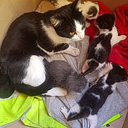 Fripouille participe au concours pour gagner de l'argent avec cette photo : cat, kitten, animal, feline, black_and_white, mother_cat, baby_cat, cardboard_box, fabric, red_blanket, gray_cloth, yellow_cloth, pink_string, indoor, pet, cute, resting, family, fur, small
