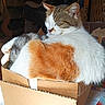 cat, sleeping, cardboard_box, feline, indoor, cozy, fur, orange, white, tabby, pet, cute, relaxed, whiskers, paws, resting, animal, domestic, close_up, box